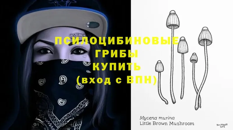 Псилоцибиновые грибы Cubensis  где можно купить   Данков 